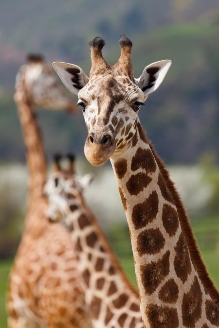 African Giraffe