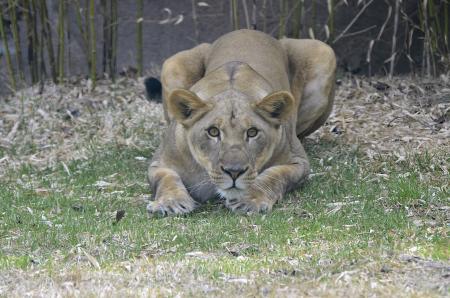 Lioness In Africa