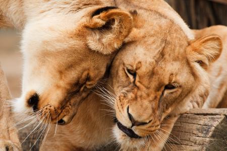 African Lions