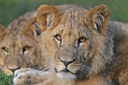 African Lions