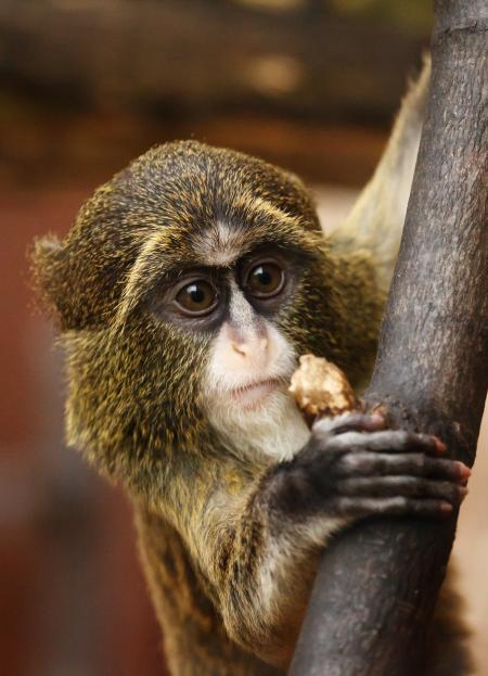 African Monkey