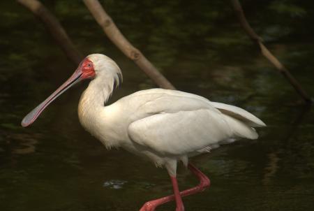 African Spoonbill