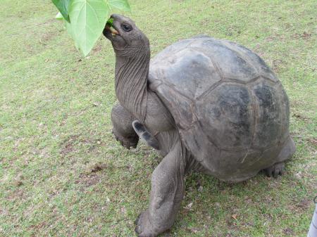 Giant Tortoise