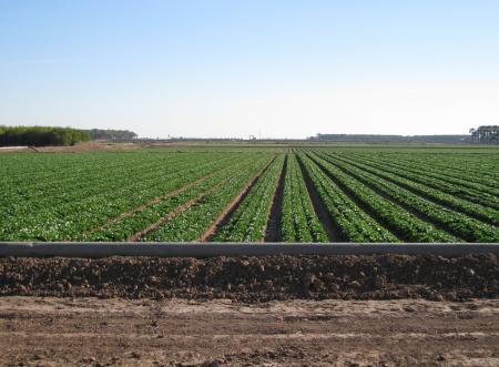 Agricultural Area