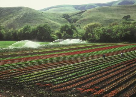 Agricultural Land