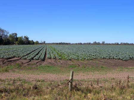 Agricultural Lands