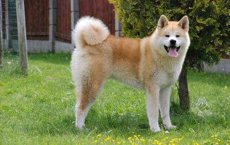 Akita Dog