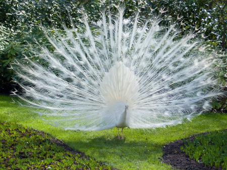 Albino Peacock