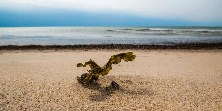 Algae in harsh winds