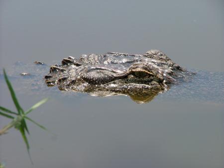 Alligator Coming out of Water