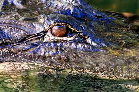 Alligator Eye