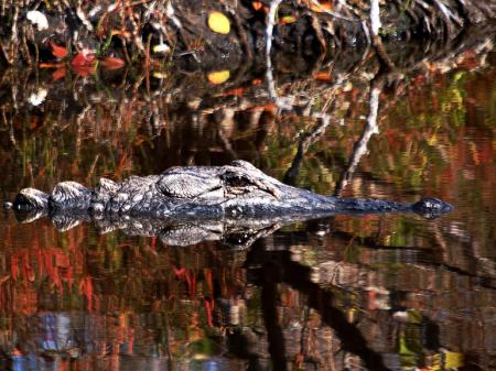 Alligator in the River