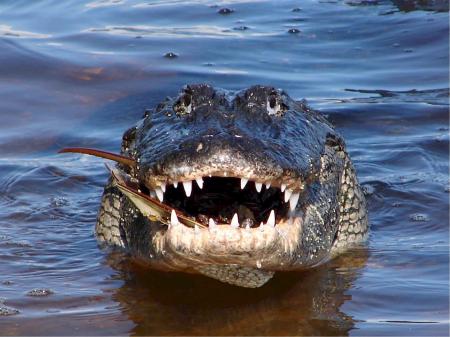 Alligator in the River