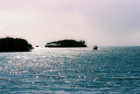 Alligator island