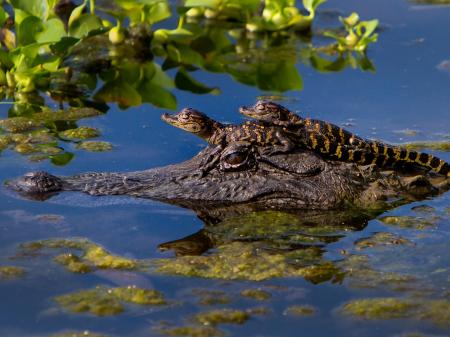 Alligator with Cub