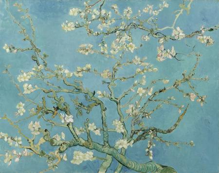 Almond Tree Blossom