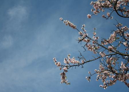 Almond Blossom