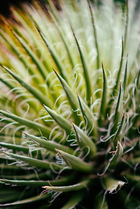 Thorny Agave