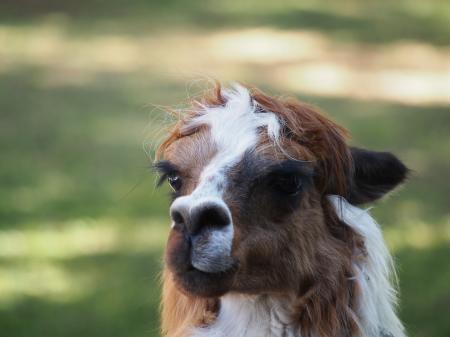 Alpaca contemplating life