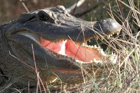 American Alligator