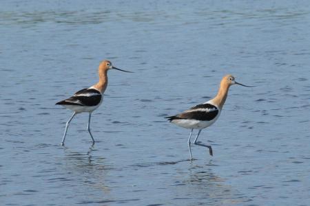 American Avocets