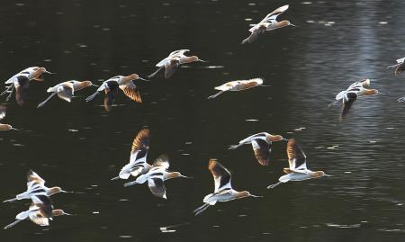 American Avocets