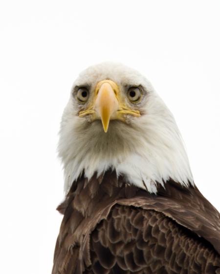 American Bald Eagle