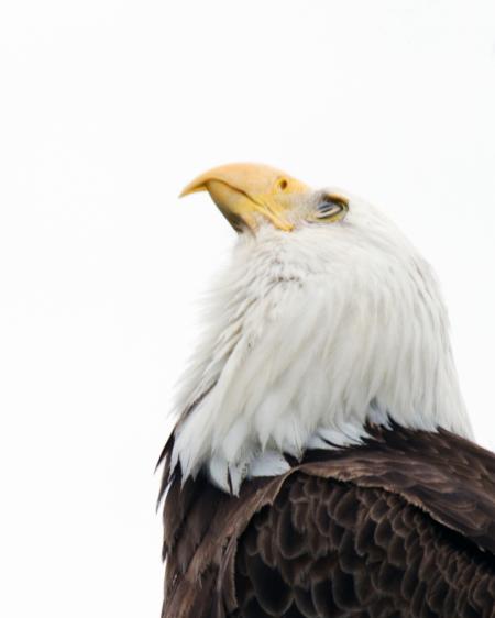 American Bald Eagle