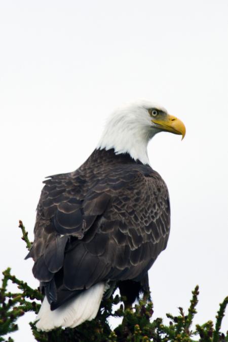 American Bald Eagle