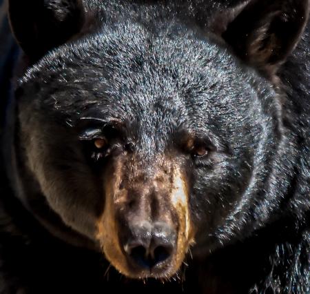 American black bear male adult