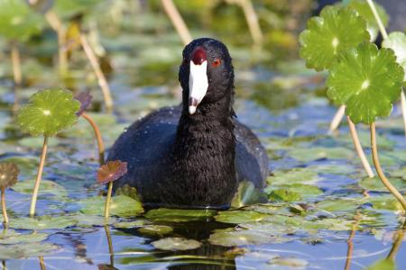 American Coot