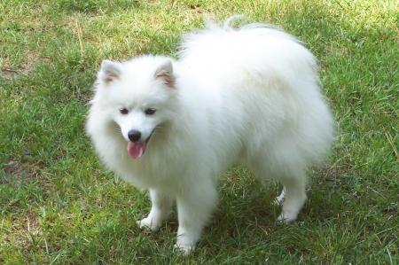 American Eskimo Dog