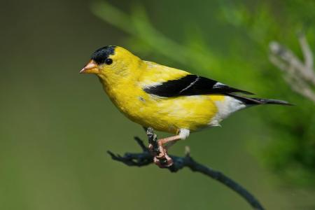 American Goldfinches