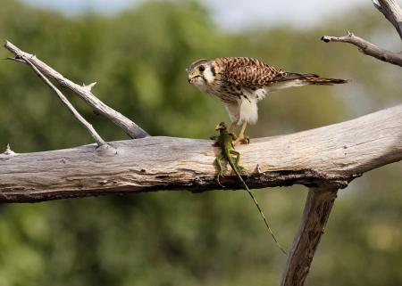 American Kestrel