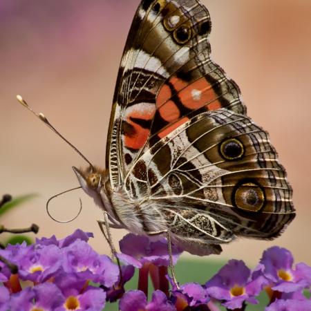 American Painted Lady Butterfly