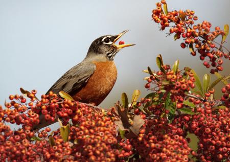 American Robin