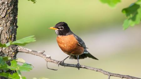 American Robin