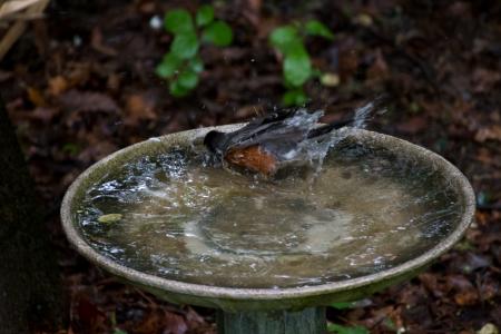 American Robin 8635