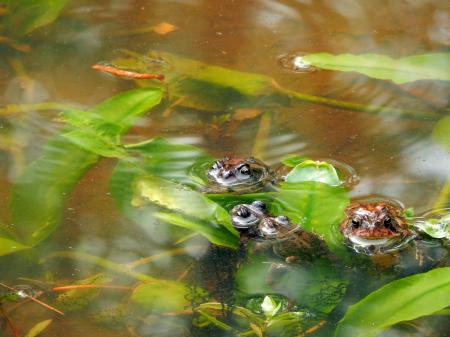 Amphibians southern toads breeding Mazarick Park ncwetlands KG (2)