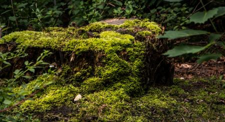 An old stump overtaken by moss