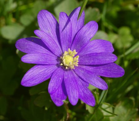 Anemone in the Garden