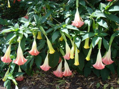 Angel Trumpets