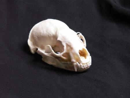 Animal skull