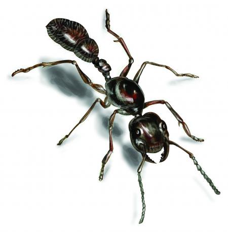 ant