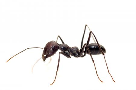 Black Ant