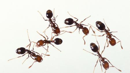 ants