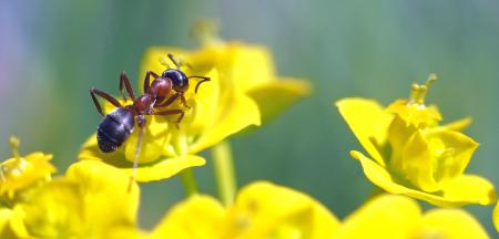 Ant in the Garden