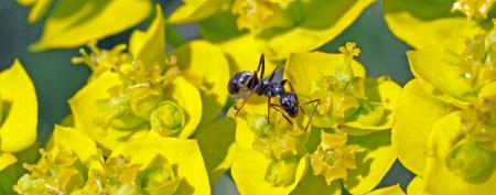 Ant in the Garden