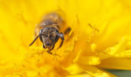 Ant on the Flower