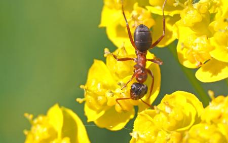 Ant on the Flower